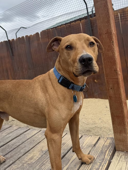 AXEL - Pit Bull Terrier available for adoption