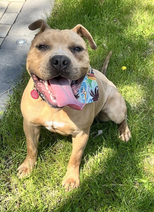 AUGUST AKA AUGGIE - Pit Bull Terrier available for adoption