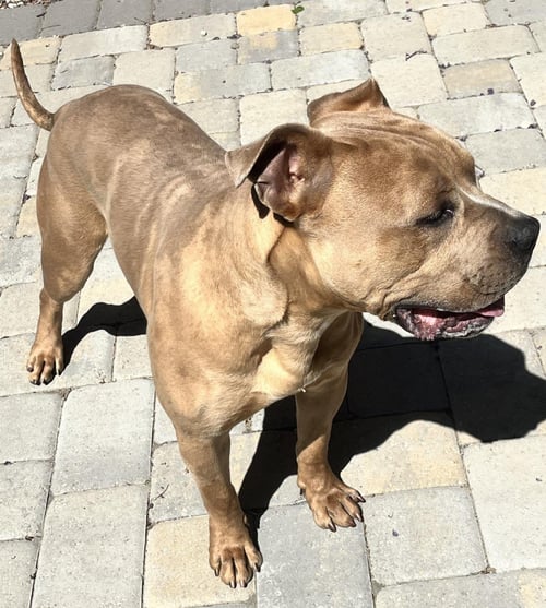 AUGUST AKA AUGGIE - Pit Bull Terrier available for adoption