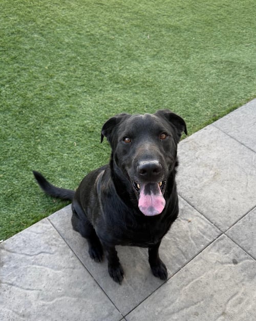 TOBEY - Labrador Retriever available for adoption