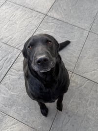 Tobey - Photo 2