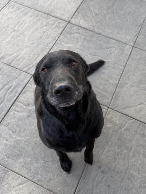 TOBEY - Labrador Retriever available for adoption