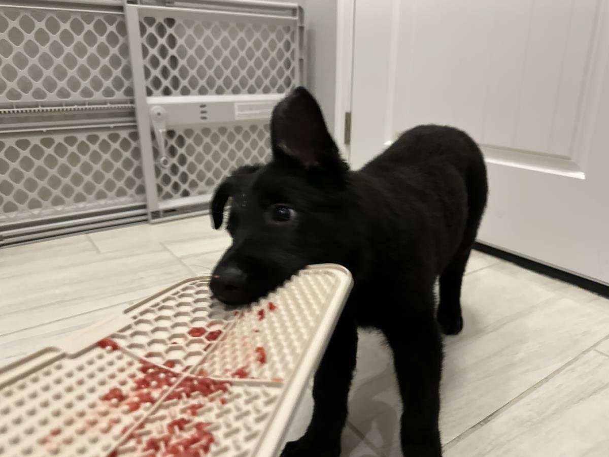 CAVIAR - German Shepherd Dog available for adoption