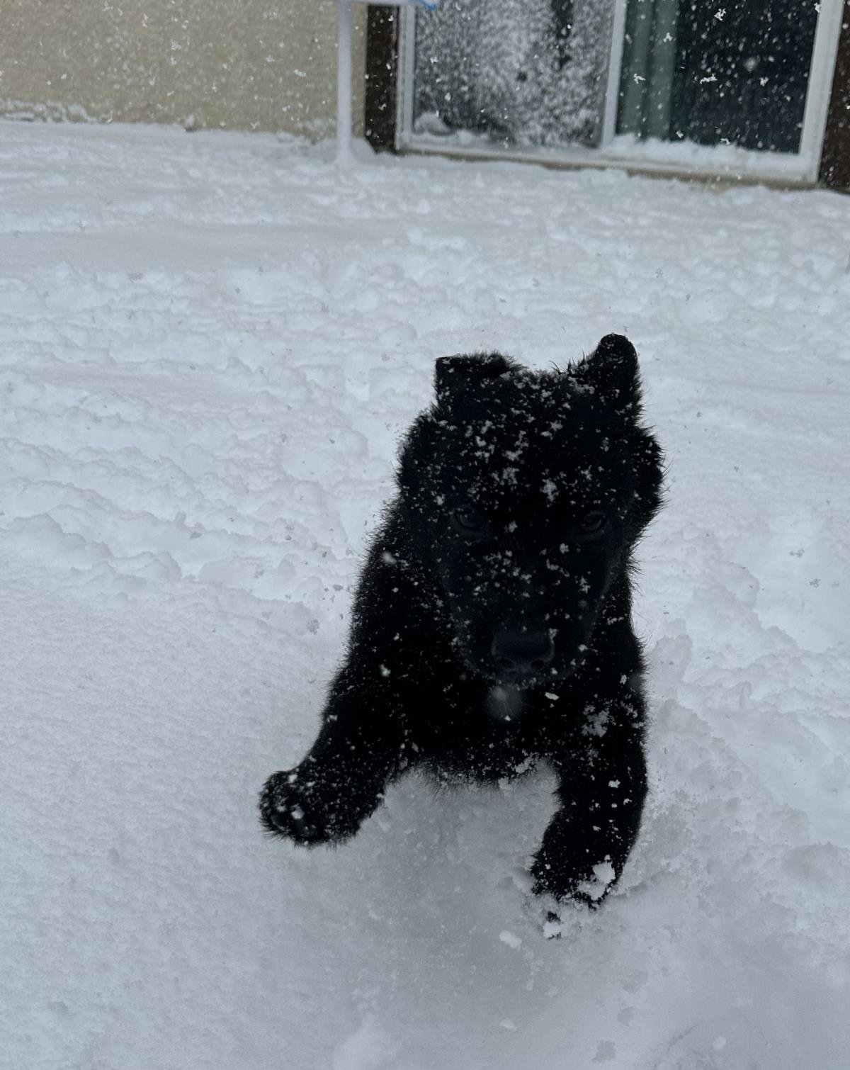 CAVIAR - German Shepherd Dog available for adoption