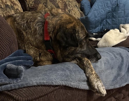 SARAH - Dutch Shepherd / German Shepherd Dog available for adoption