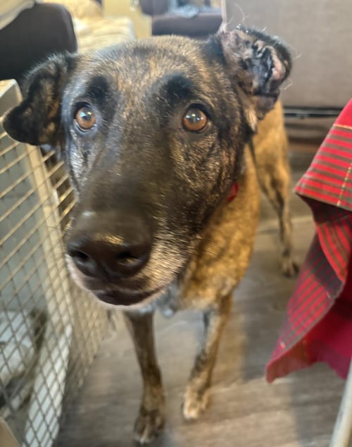 SARAH - Dutch Shepherd / German Shepherd Dog available for adoption