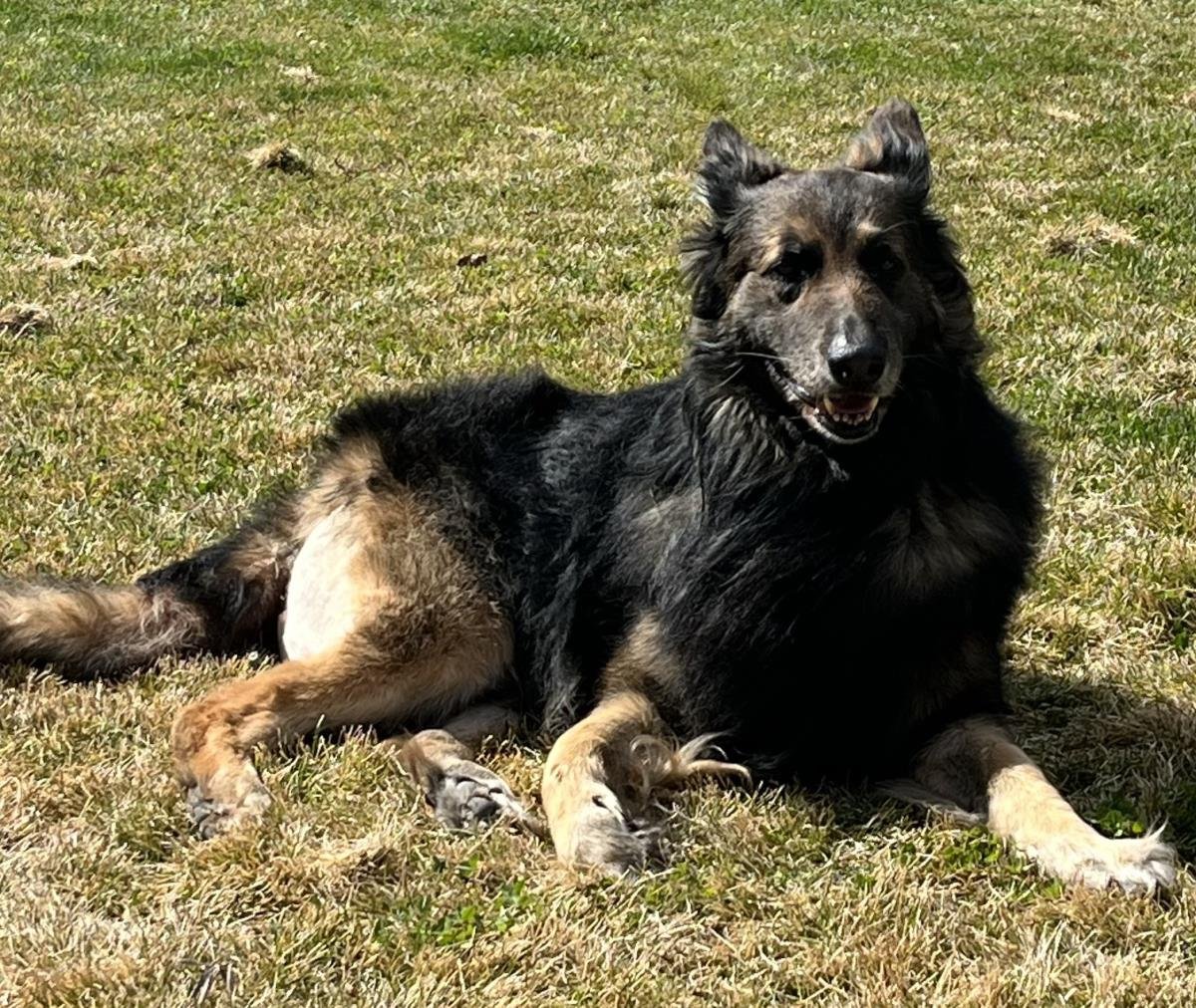 BEAR - German Shepherd Dog available for adoption