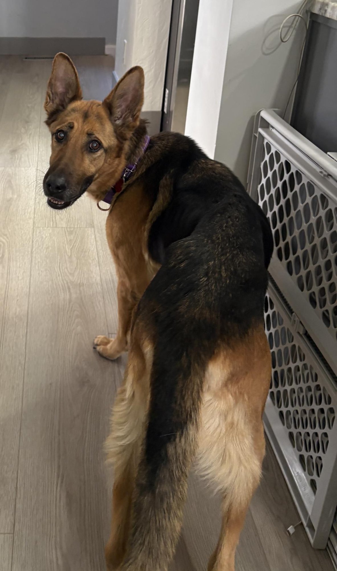 MIRA - German Shepherd Dog available for adoption