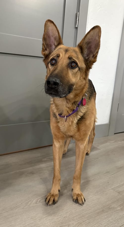 MIRA - German Shepherd Dog available for adoption