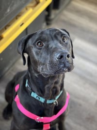 Buddy - Photo 2