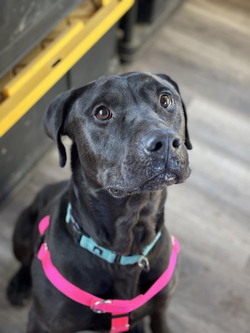 BUDDY - Labrador Retriever / Mastiff available for adoption