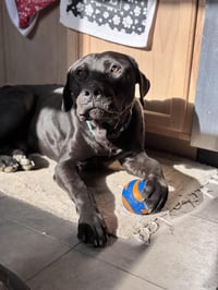 Buddy - Photo 4
