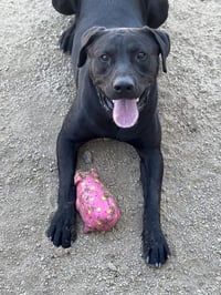 Buddy - Photo 1