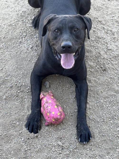 BUDDY - Labrador Retriever / Mastiff available for adoption