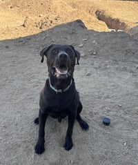 Buddy - Photo 3
