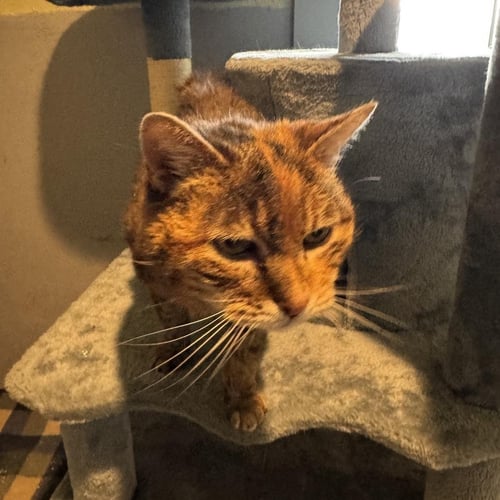 BETTY - Domestic Short Hair / Tortoiseshell available for adoption