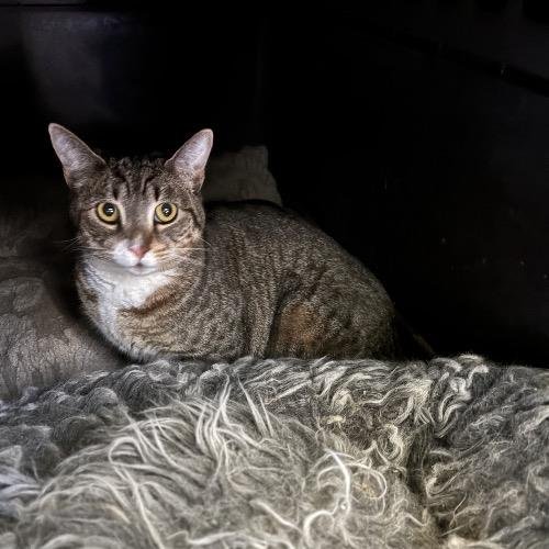 EMMA - Tabby available for adoption