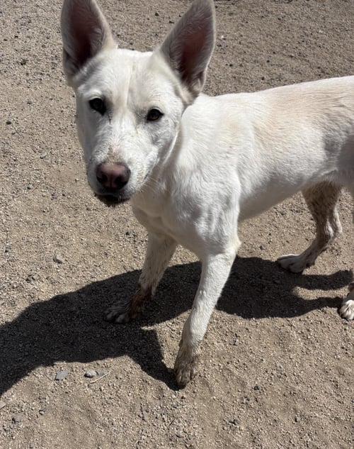 MYSTIC - Husky available for adoption