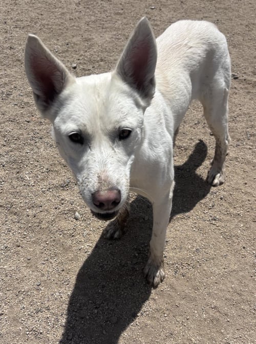 MYSTIC - Husky available for adoption