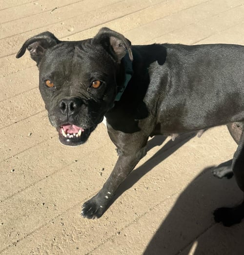 DOLLY - Boxer available for adoption