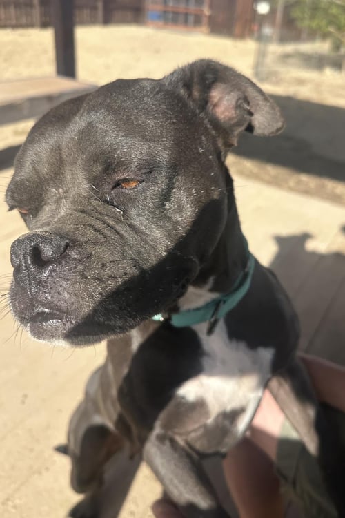 DOLLY - Boxer available for adoption