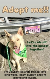 Cowboy - Photo 1