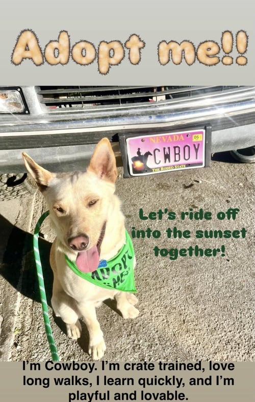 COWBOY - Labrador Retriever / German Shepherd Dog available for adoption