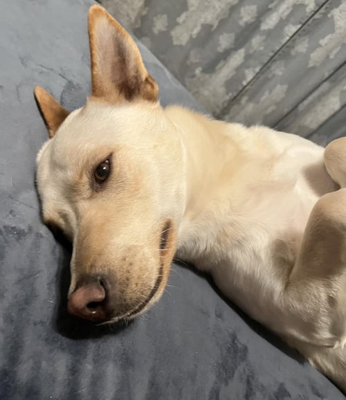 COWBOY - Labrador Retriever / German Shepherd Dog available for adoption