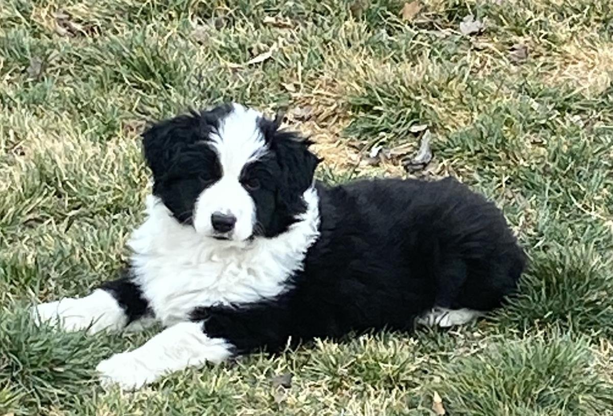 BELLA - Border Collie available for adoption
