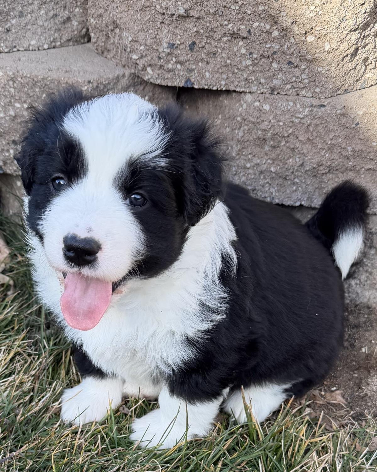 BELLA - Border Collie available for adoption