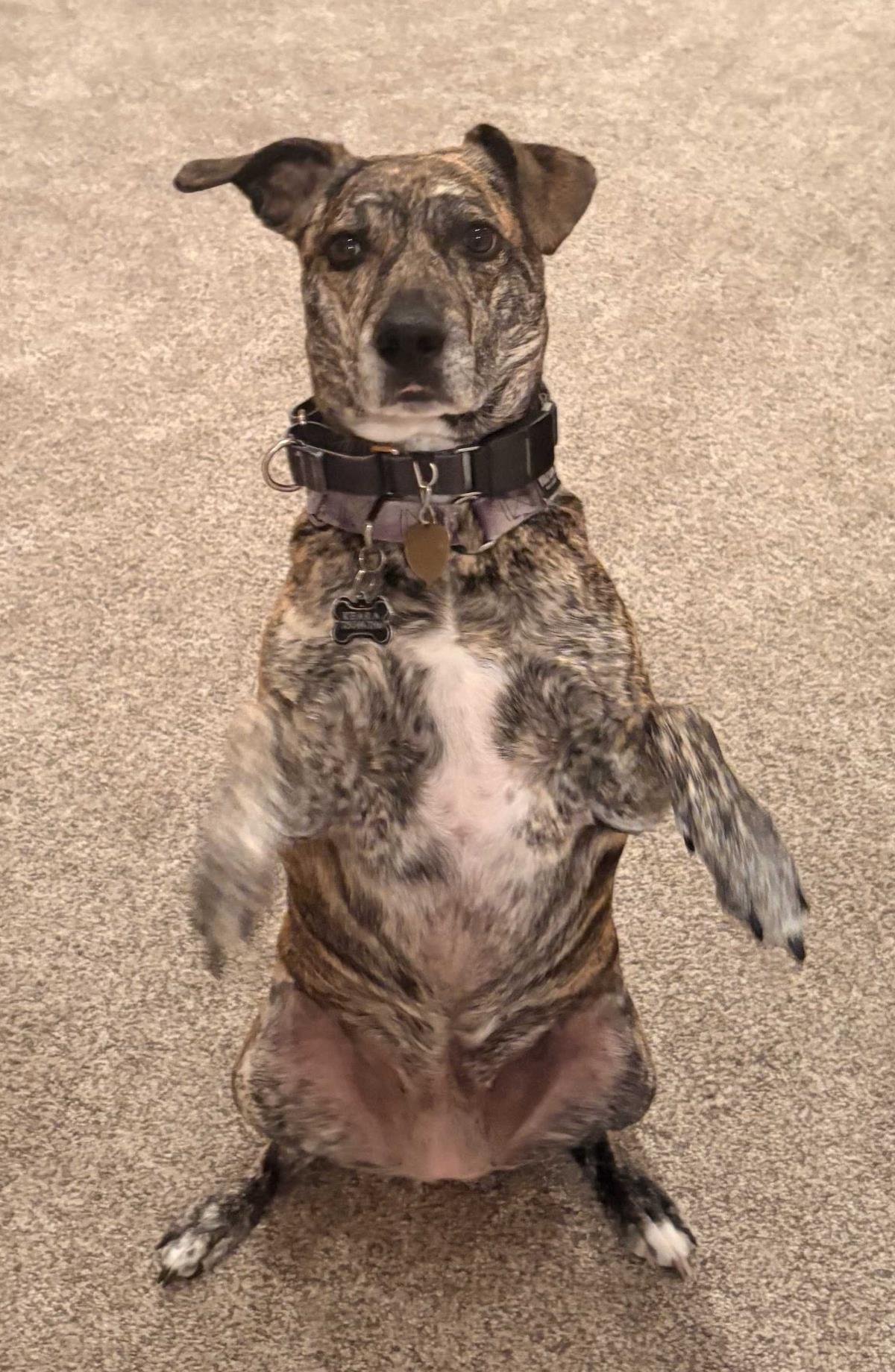 KEARA - Pit Bull Terrier available for adoption