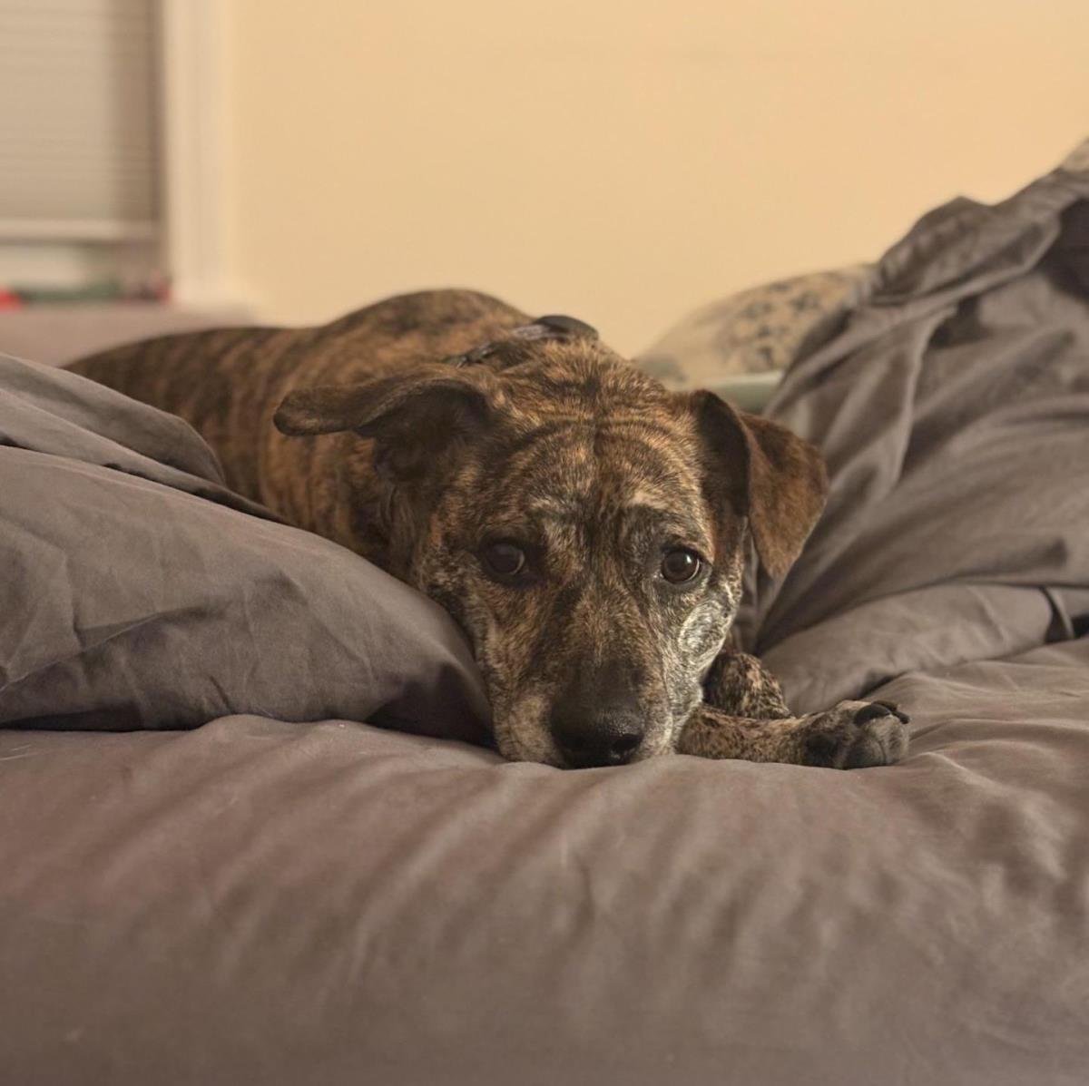 KEARA - Pit Bull Terrier available for adoption