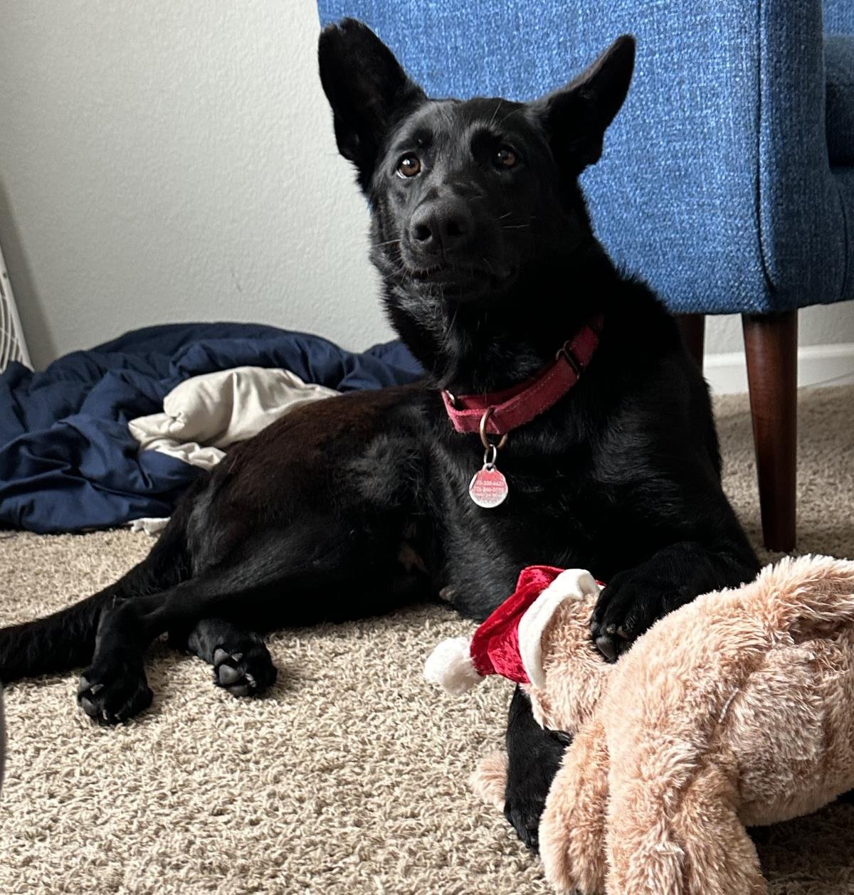 ONYX - German Shepherd Dog available for adoption