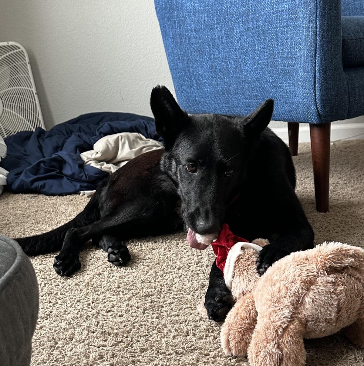 ONYX - German Shepherd Dog available for adoption