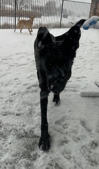 Onyx - Photo 3