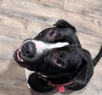 Arlo - Photo 3