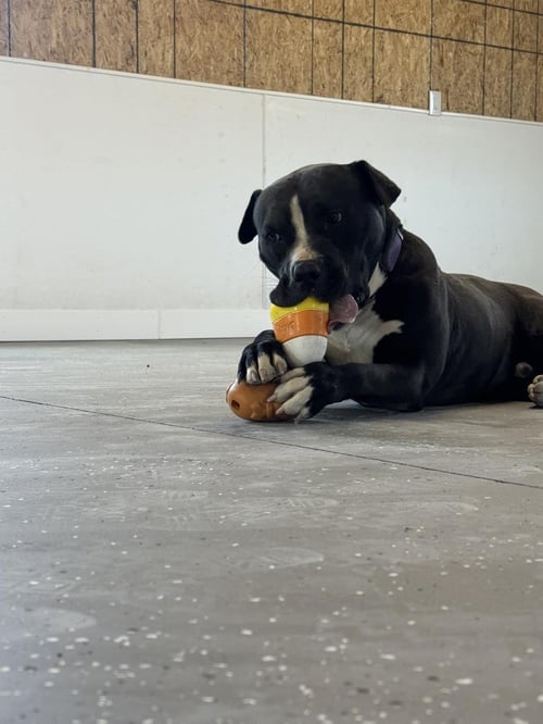 ARLO - Pit Bull Terrier available for adoption