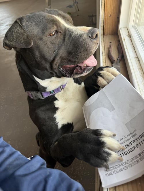 ARLO - Pit Bull Terrier available for adoption