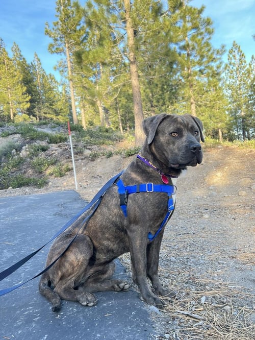 CARMEN - Pit Bull Terrier available for adoption