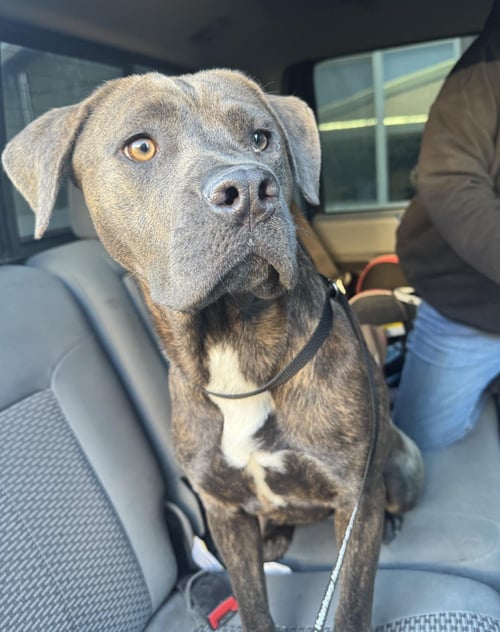 CARMEN - Pit Bull Terrier available for adoption
