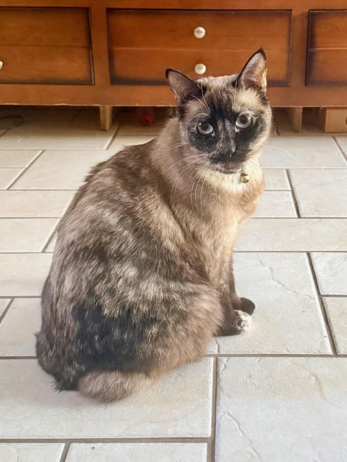 EVA - Siamese available for adoption