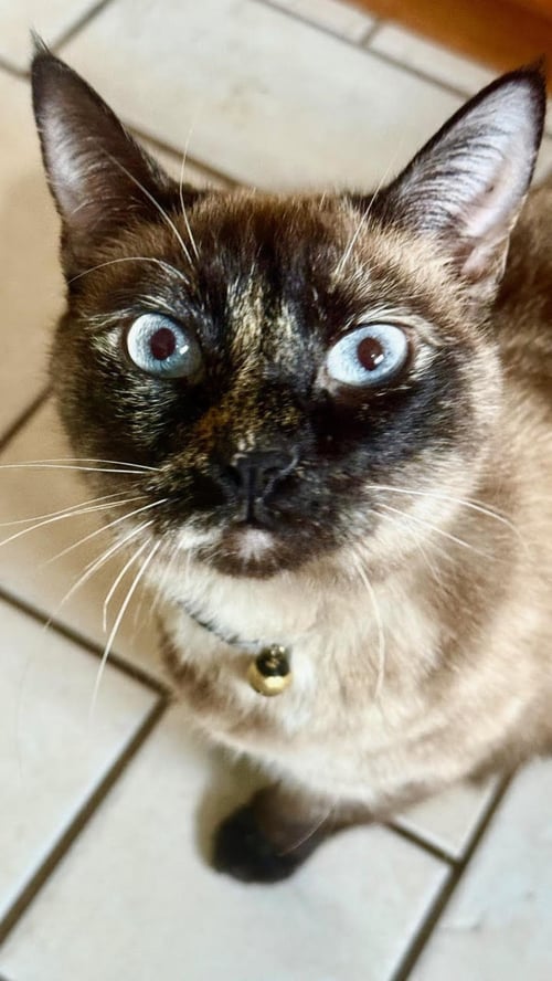 EVA - Siamese available for adoption