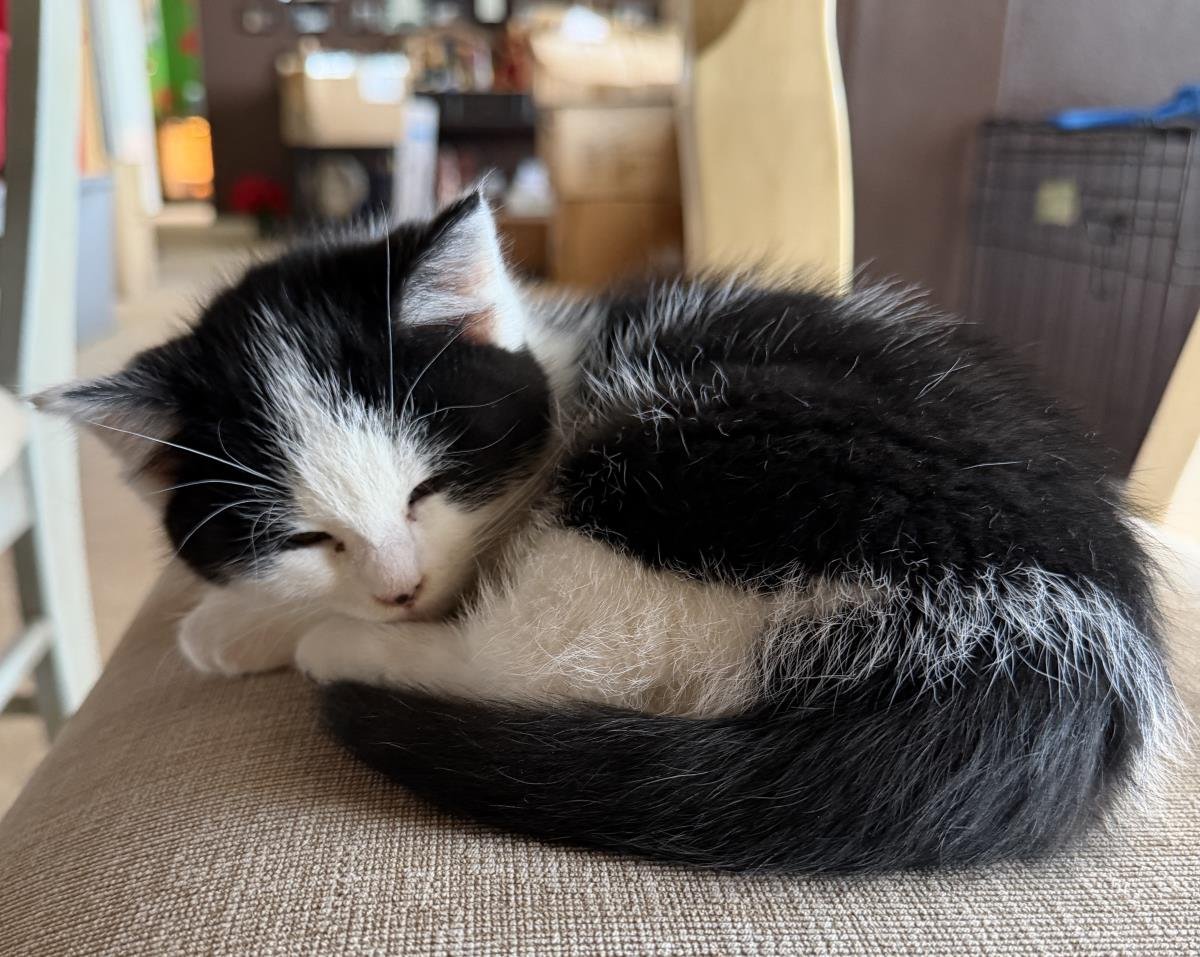 MINNIE - Domestic Medium Hair available for adoption