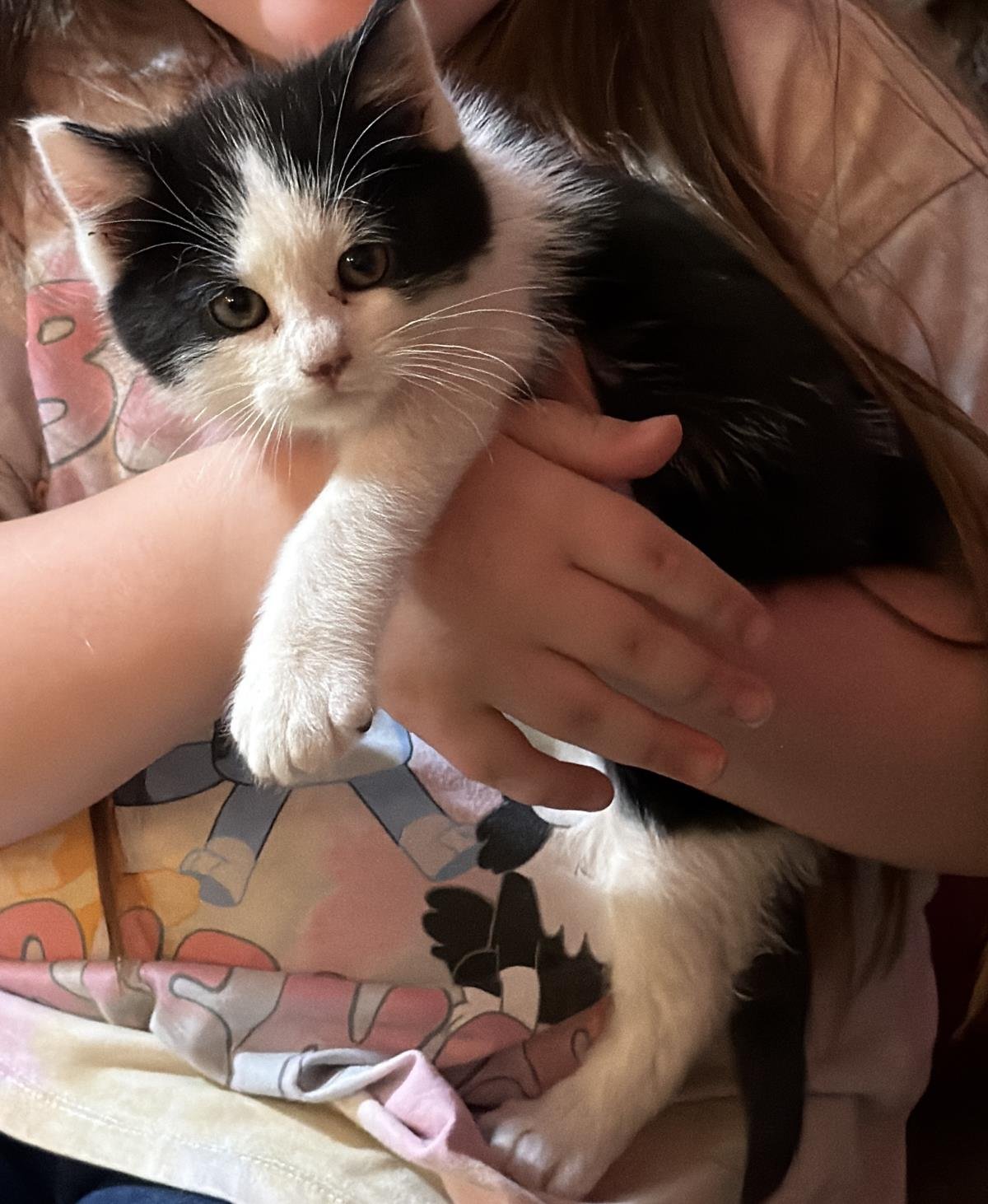 MINNIE - Domestic Medium Hair available for adoption