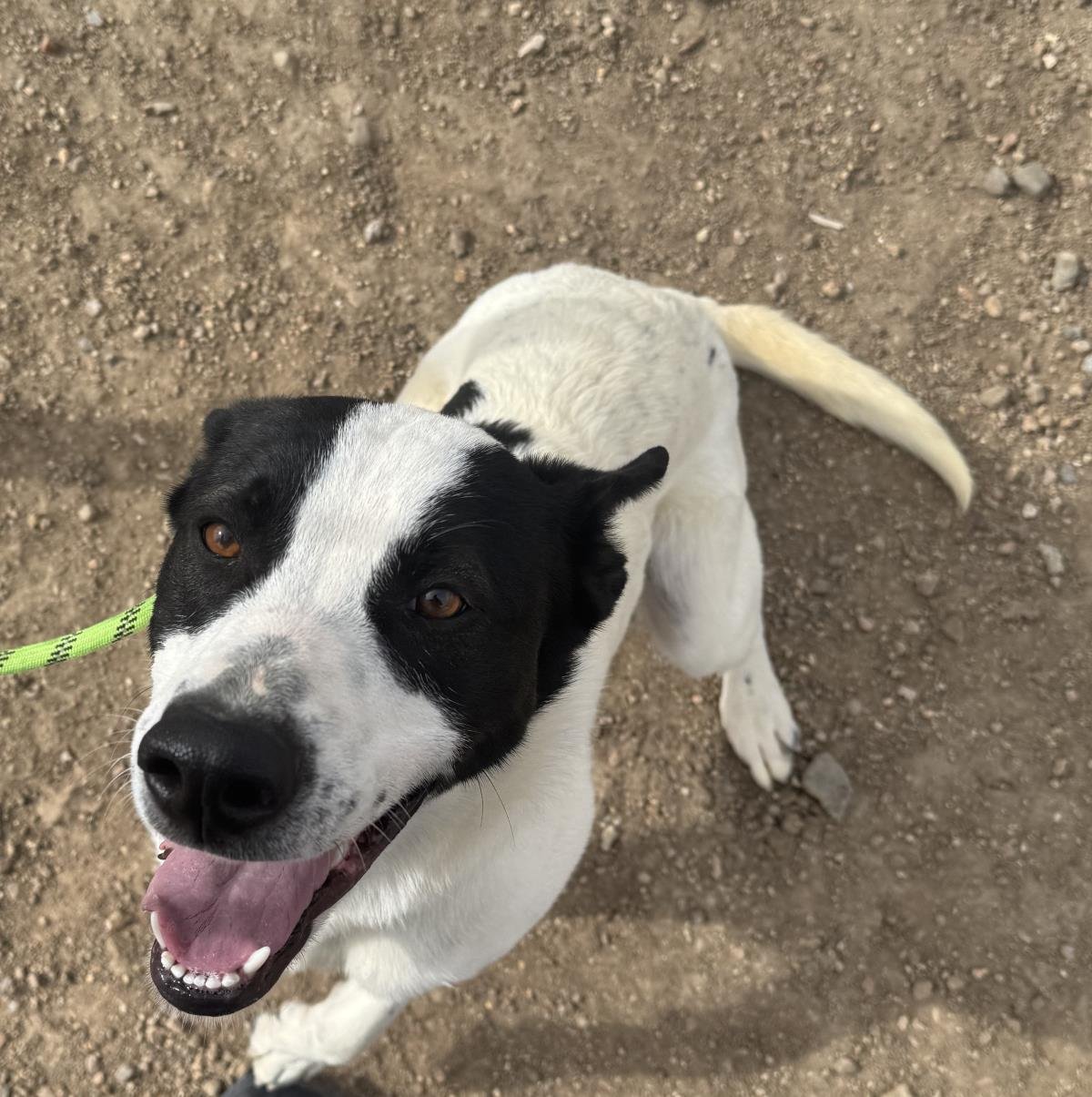 MOOMOO - Cattle Dog available for adoption