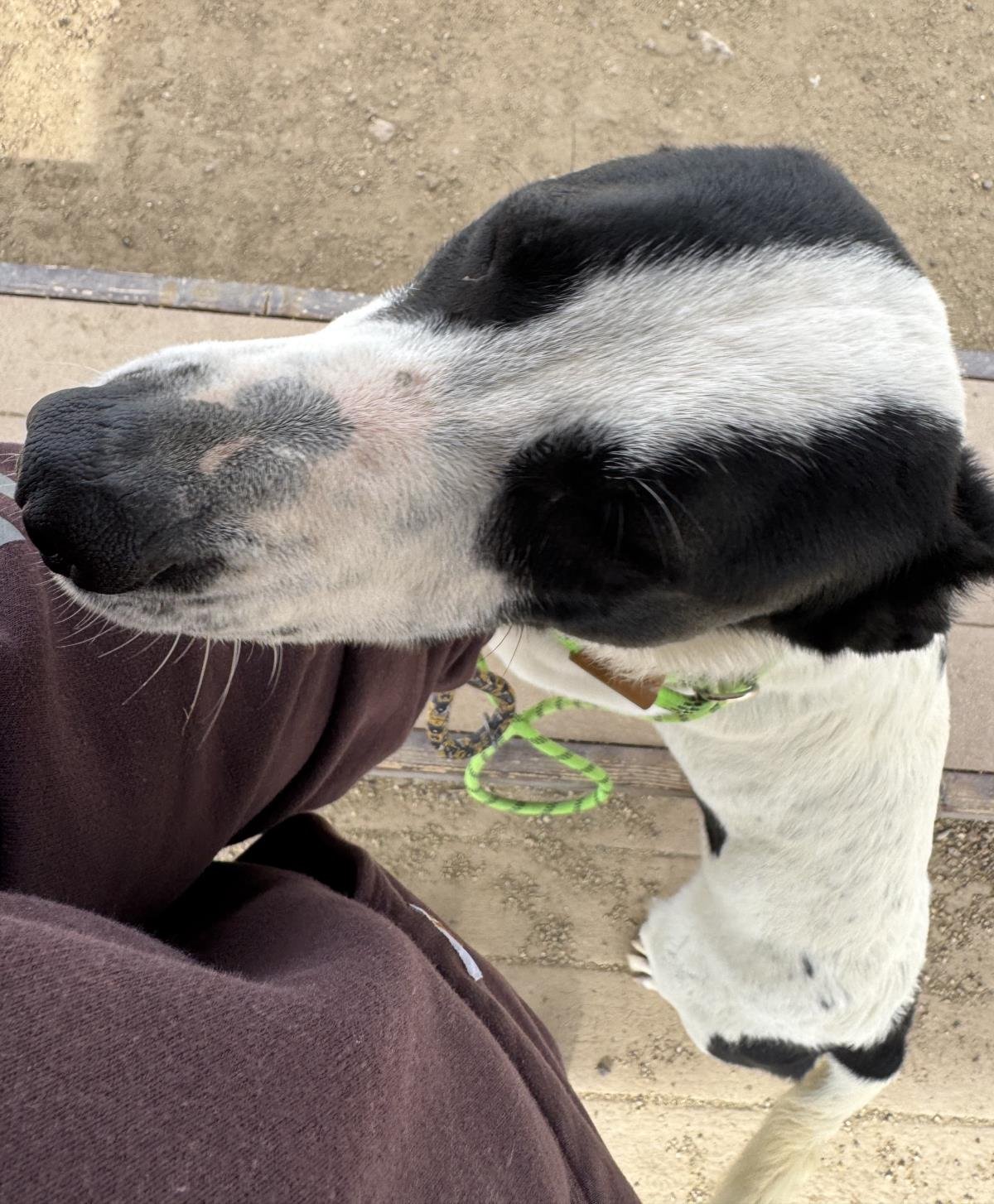 MOOMOO - Cattle Dog available for adoption