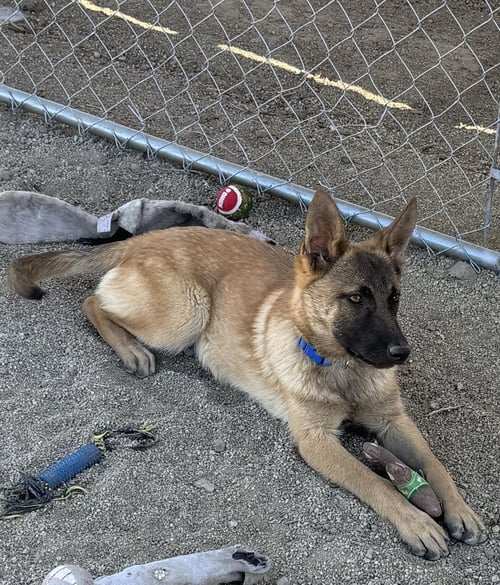 SARAH - Belgian Shepherd Malinois / German Shepherd Dog available for adoption