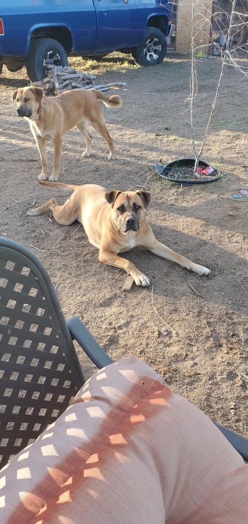 NALA - Cane Corso Mastiff / Rottweiler available for adoption