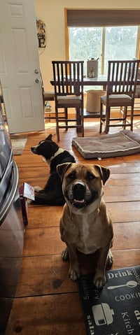 Nala - Photo 3