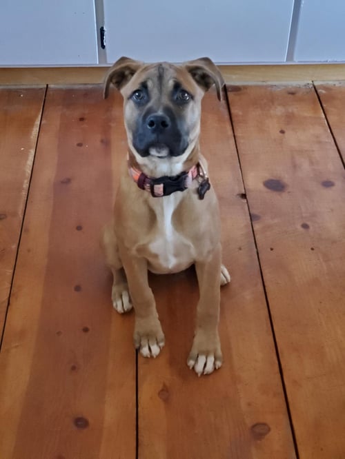 NALA - Cane Corso Mastiff / Rottweiler available for adoption